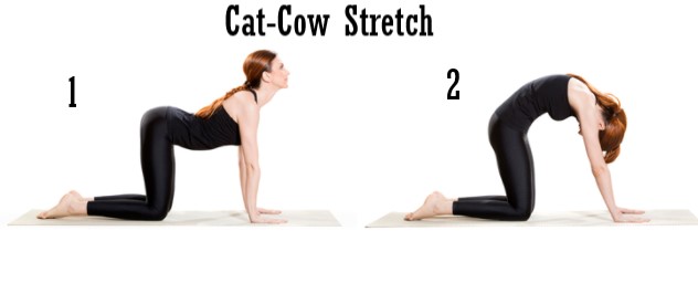 Cat Cow Stretch