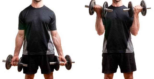 standing bicep curl