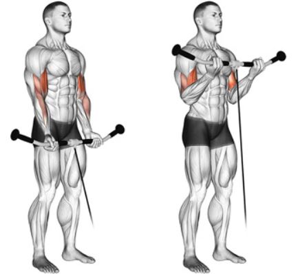 standing cable curl 2