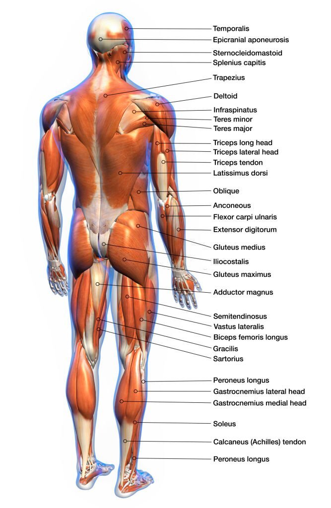 upper back workout